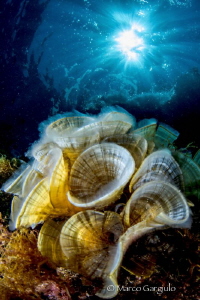 Padina pavonica by Marco Gargiulo 